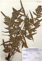 藏品(半邊蓮(半邊羽裂鳳尾蕨))的圖片